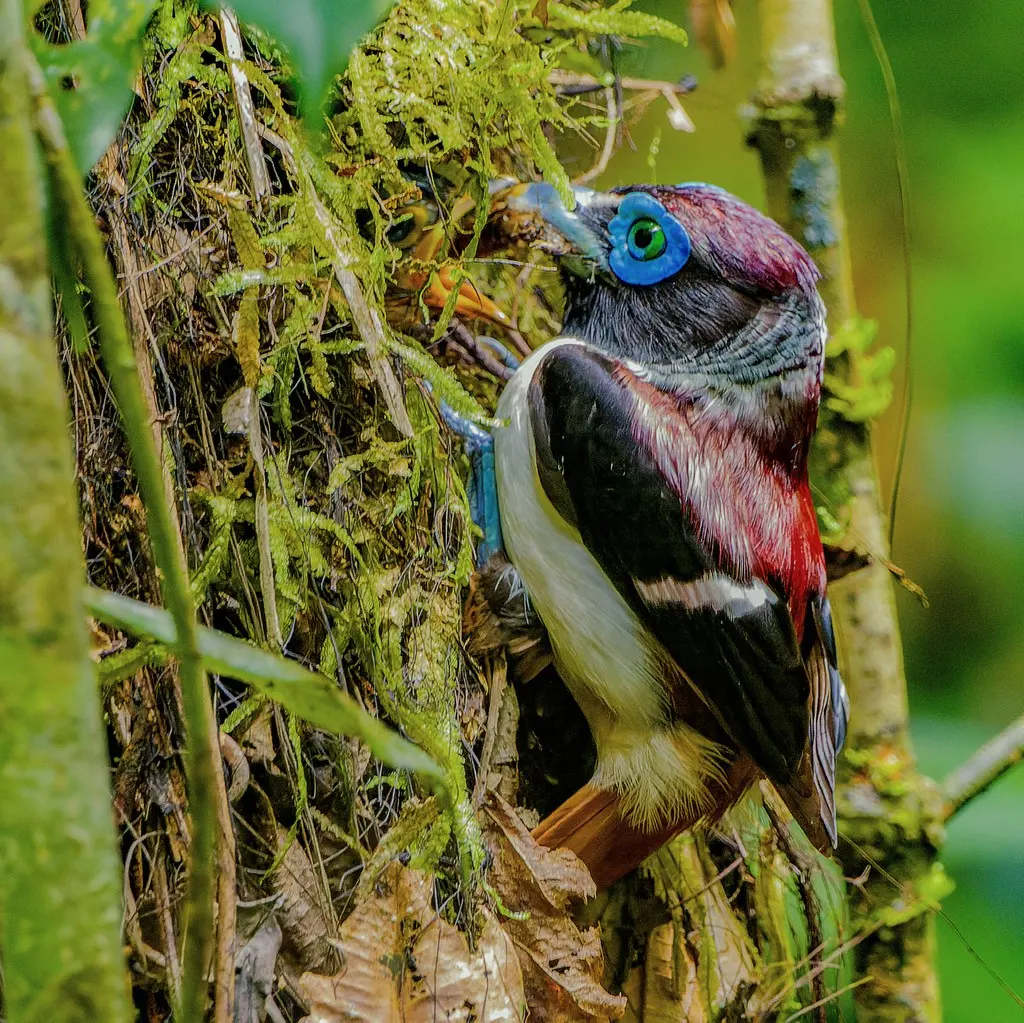 米岛阔嘴鸟(Sarcophanops samarensis)