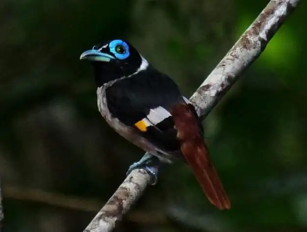 肉垂阔嘴鸟(Sarcophanops steerii)