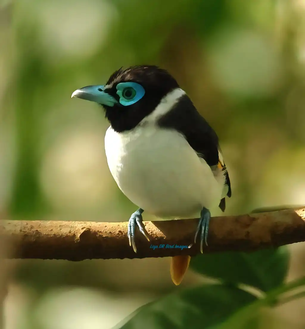 肉垂阔嘴鸟(Sarcophanops steerii)