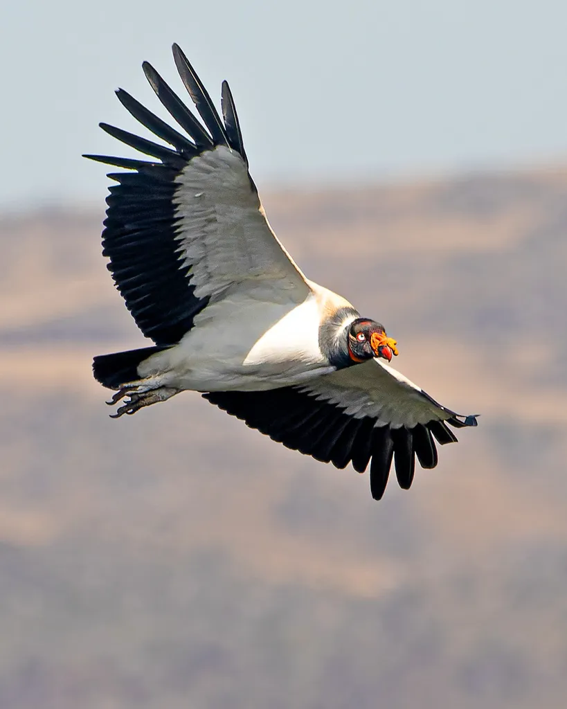 王鹫(Sarcoramphus papa)