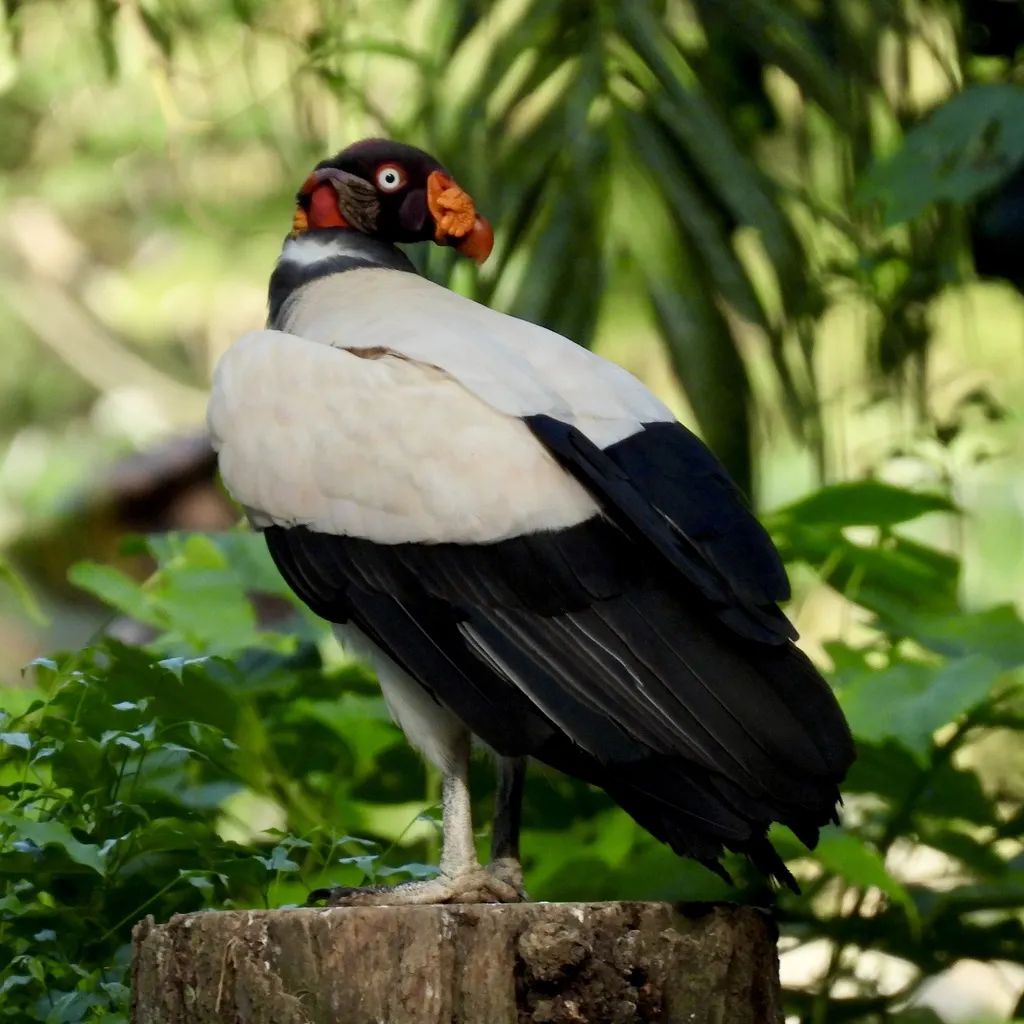 王鹫(Sarcoramphus papa)