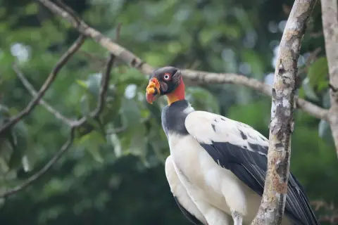 王鹫