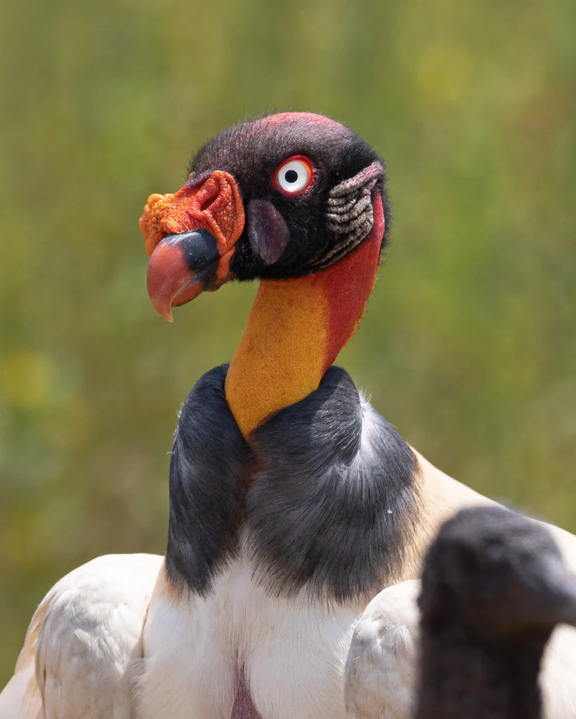 王鹫(Sarcoramphus papa)