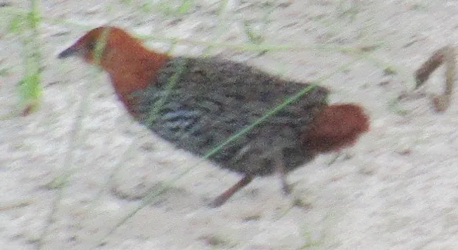 栗尾侏秧鸡(Sarothrura affinis)