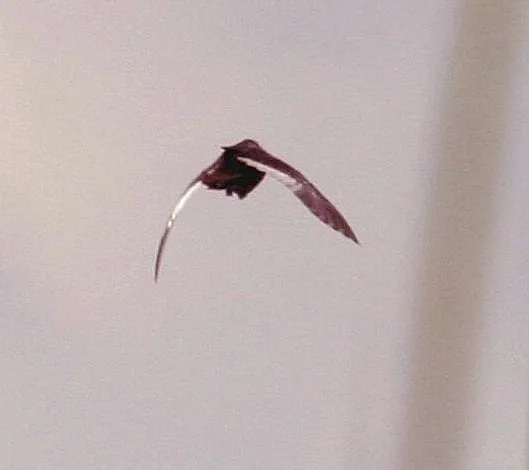 白翅侏秧鸡(Sarothrura ayresi)