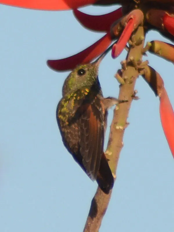 绿蜂鸟(Saucerottia beryllina)
