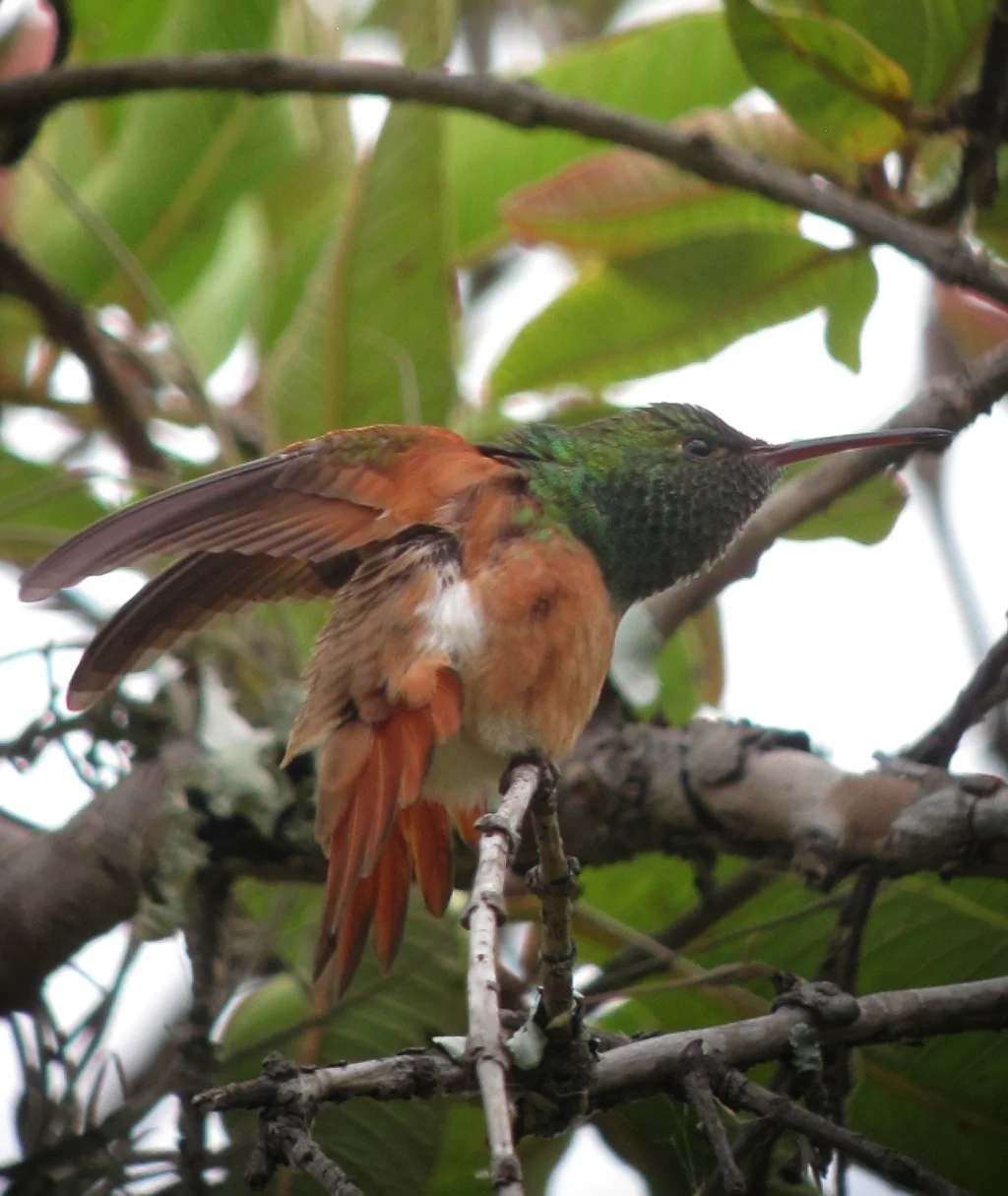 栗腹蜂鸟(Saucerottia castaneiventris)