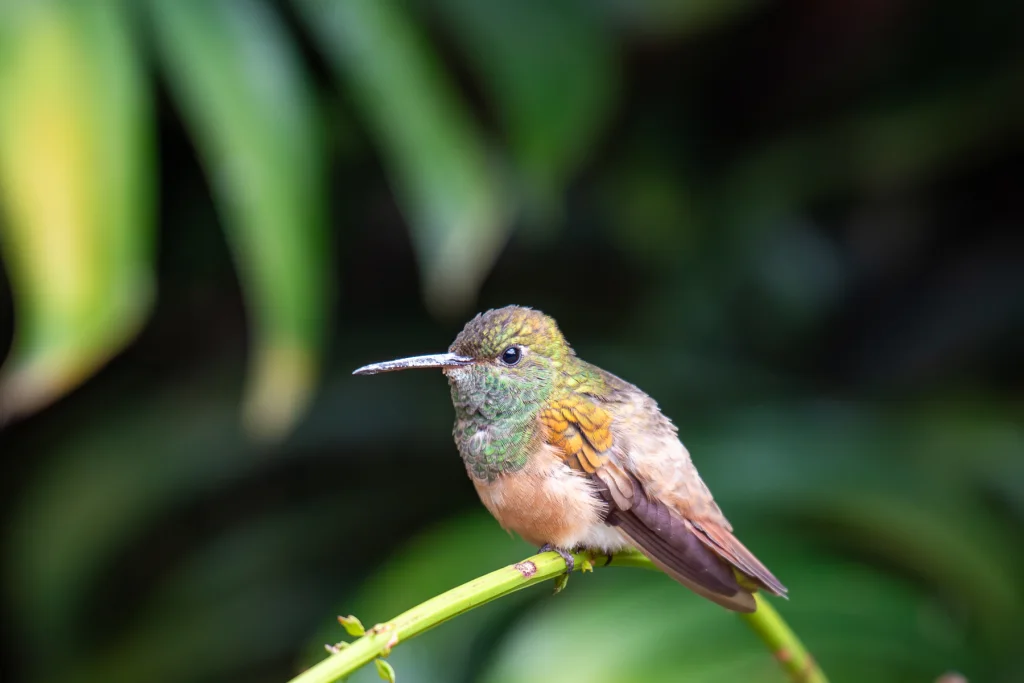 栗腹蜂鸟(Saucerottia castaneiventris)