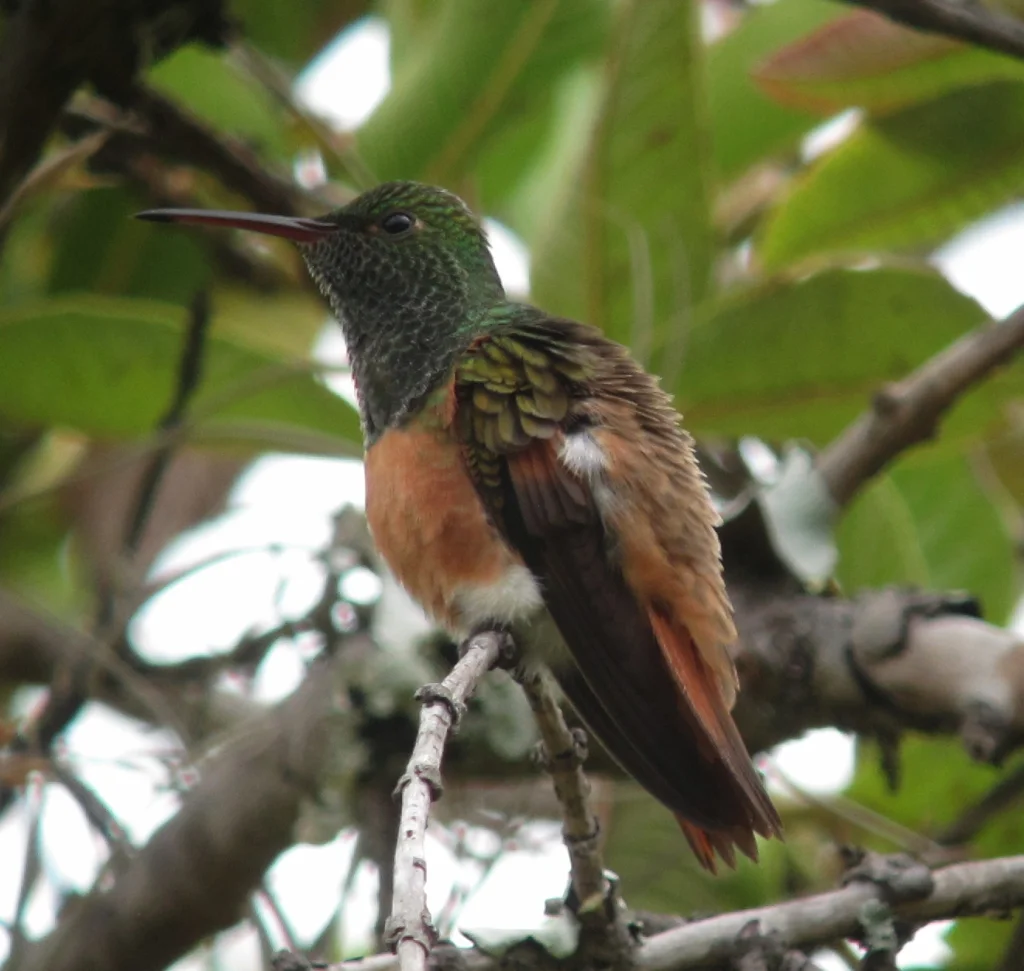 栗腹蜂鸟(Saucerottia castaneiventris)