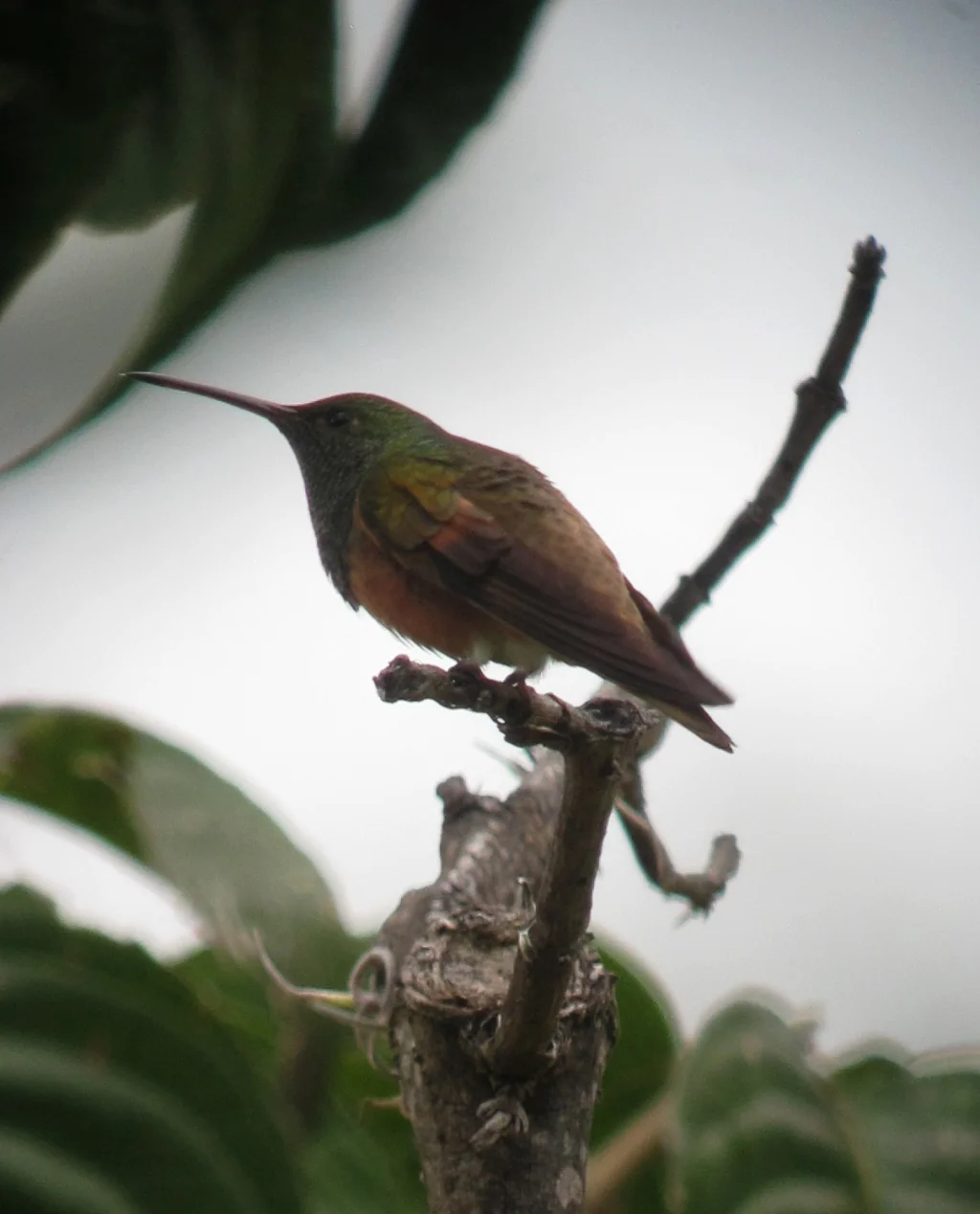 栗腹蜂鸟(Saucerottia castaneiventris)