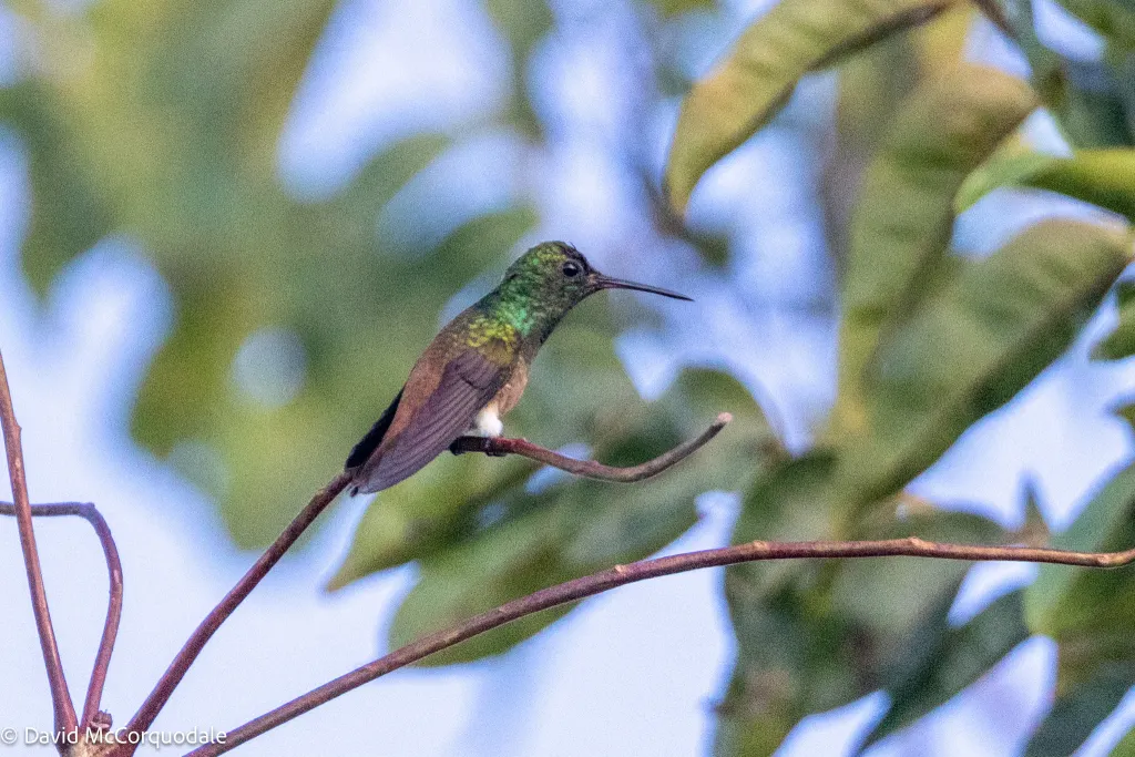 铜尾蜂鸟(Saucerottia cupreicauda)