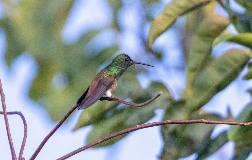 铜尾蜂鸟(Saucerottia cupreicauda)