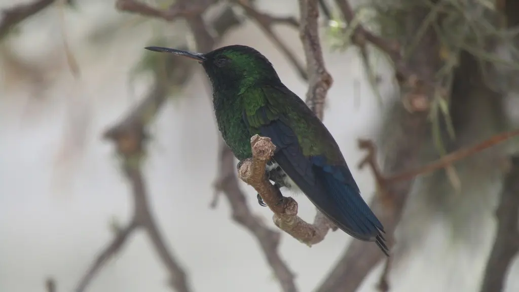 灰腹蜂鸟(Saucerottia saucerottei)