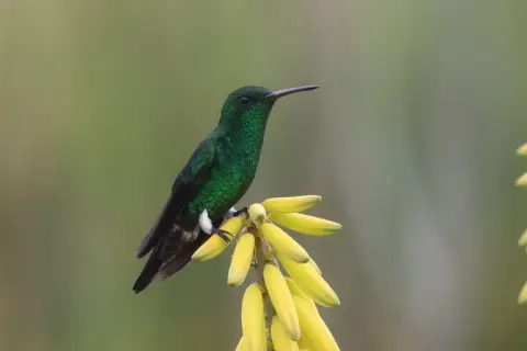 灰腹蜂鸟
