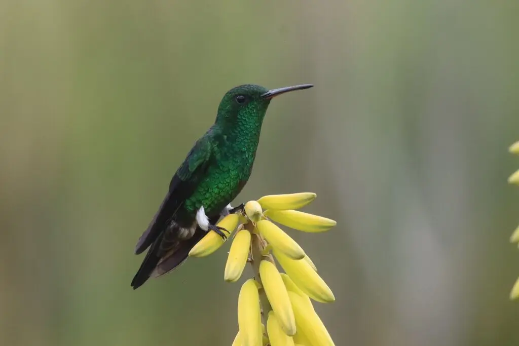 灰腹蜂鸟(Saucerottia saucerottei)