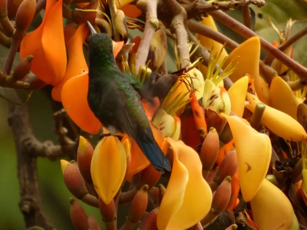 灰腹蜂鸟(Saucerottia saucerottei)