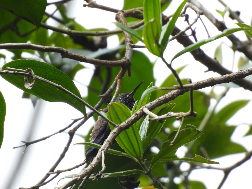 灰腹蜂鸟(Saucerottia saucerottei)