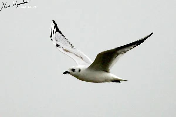 黑嘴鸥(Saundersilarus saundersi)