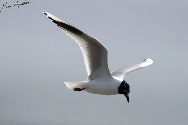 黑嘴鸥(Saundersilarus saundersi)