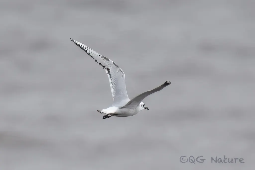 黑嘴鸥(Saundersilarus saundersi)