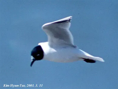 黑嘴鸥(Saundersilarus saundersi)