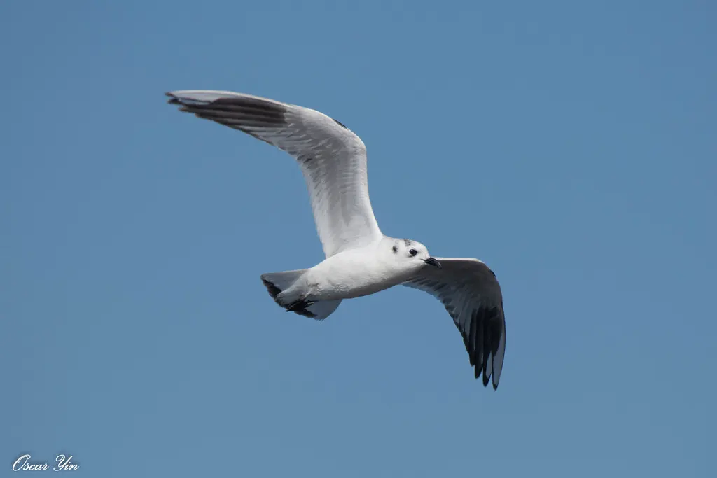黑嘴鸥(Saundersilarus saundersi)