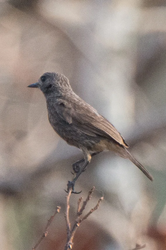白斑黑石䳭(Saxicola caprata)