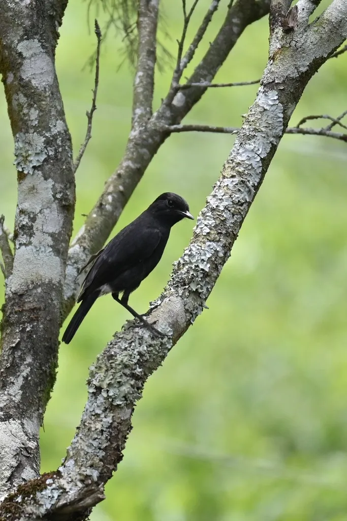 白斑黑石䳭(Saxicola caprata)
