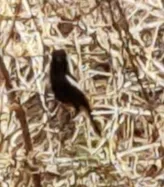 白斑黑石䳭(Saxicola caprata)