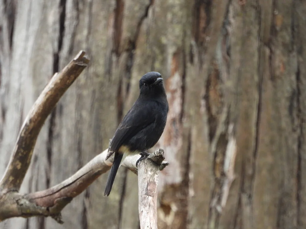 白斑黑石䳭(Saxicola caprata)