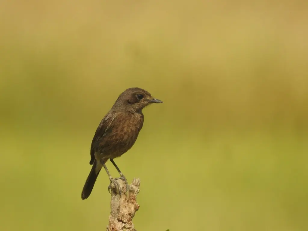 白斑黑石䳭(Saxicola caprata)