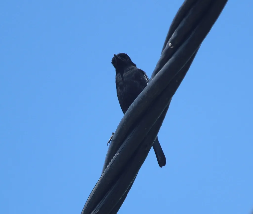 白斑黑石䳭(Saxicola caprata)