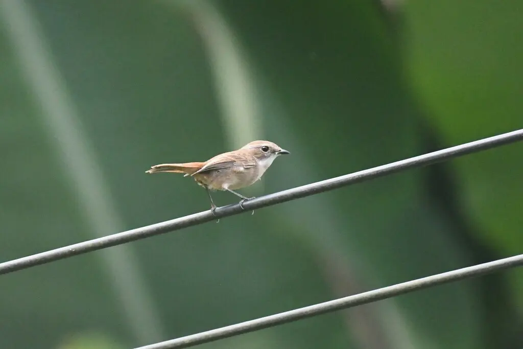 灰林䳭(Saxicola ferreus)