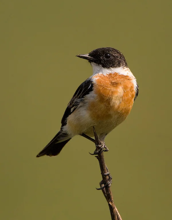 白喉石䳭(Saxicola insignis)