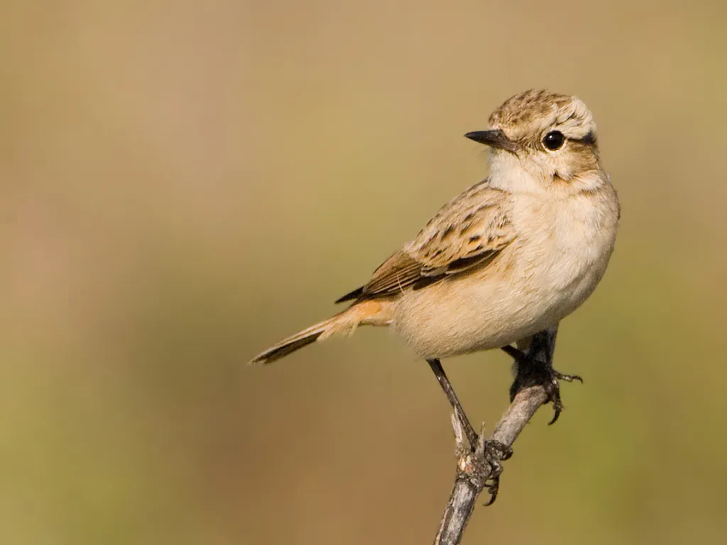 大嘴石䳭(Saxicola macrorhynchus)