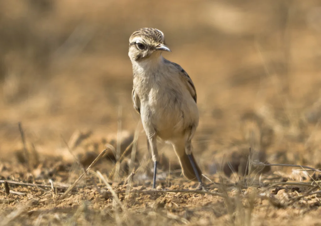 大嘴石䳭(Saxicola macrorhynchus)