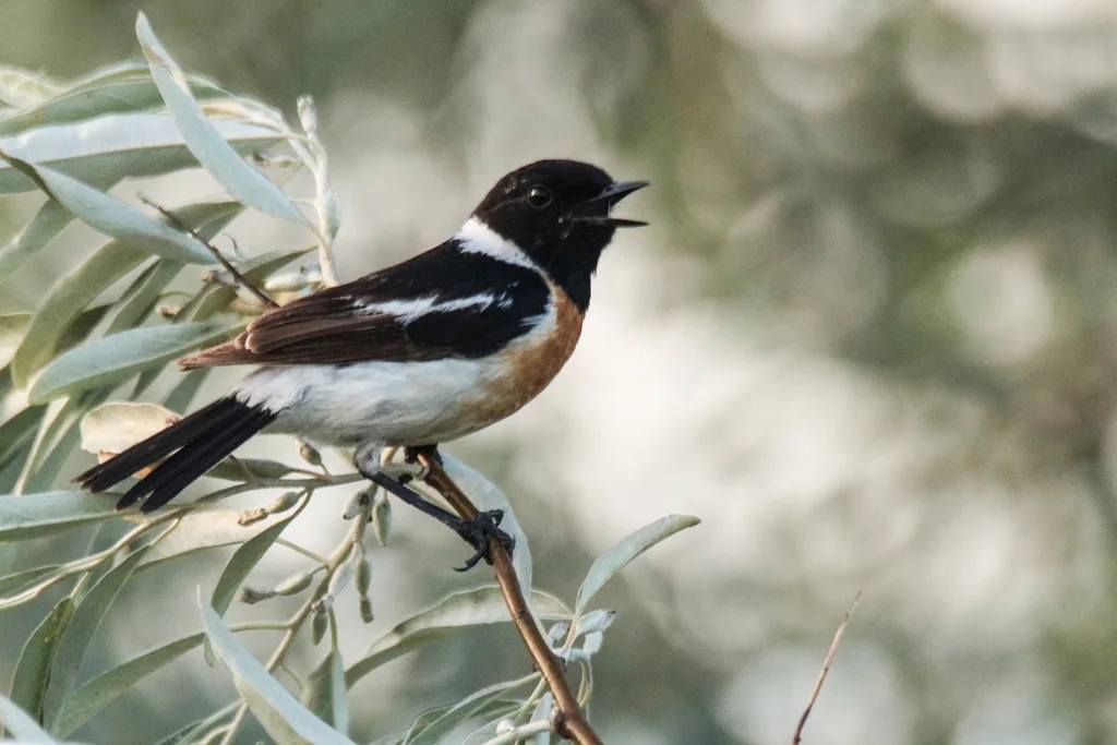 黑喉石䳭(Saxicola maurus)