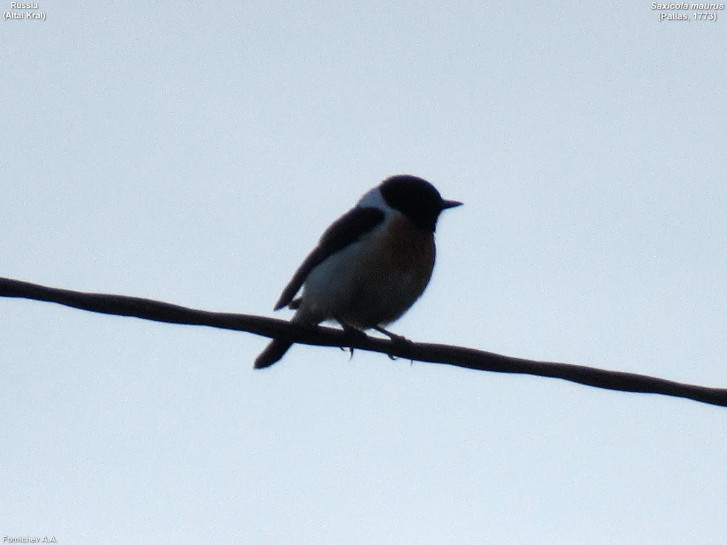 黑喉石䳭(Saxicola maurus)