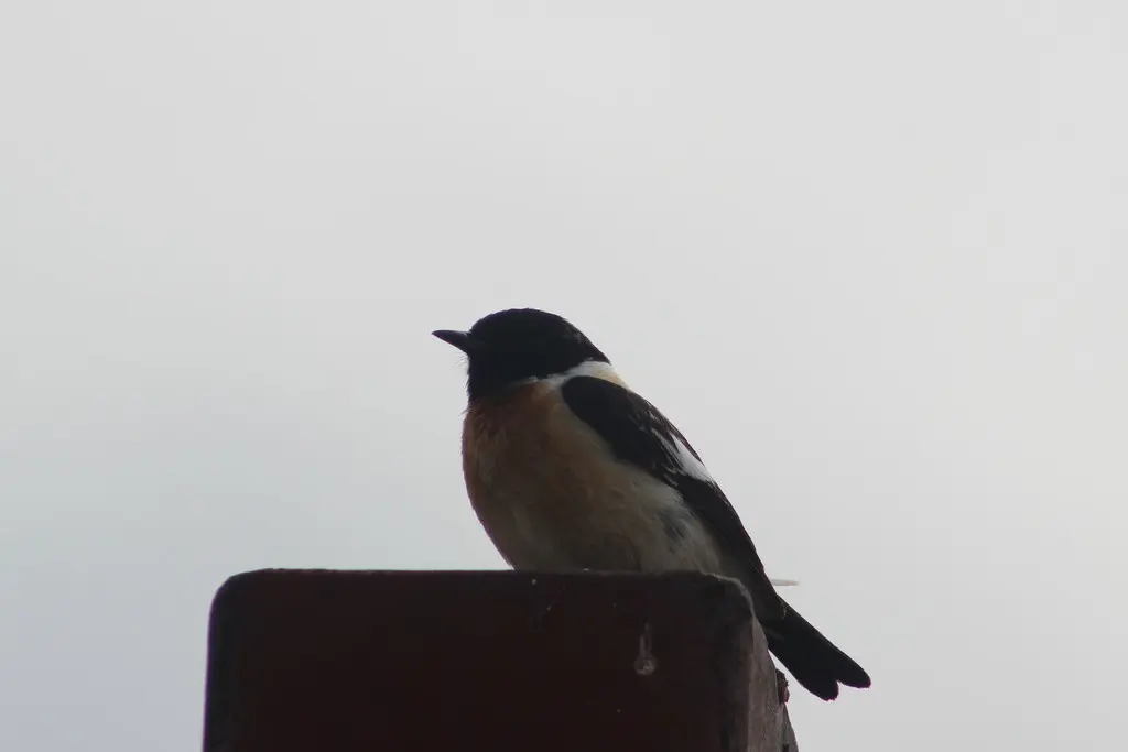 黑喉石䳭(Saxicola maurus)