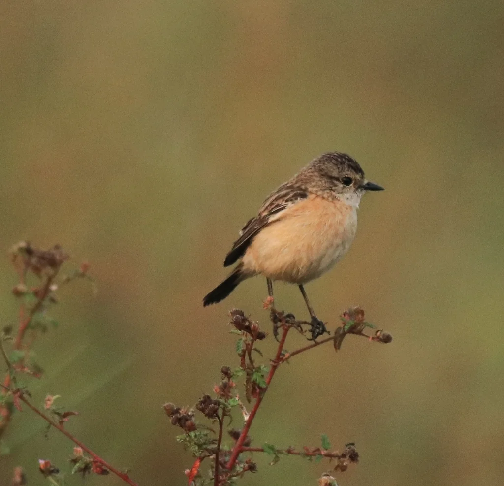 黑喉石䳭(Saxicola maurus)