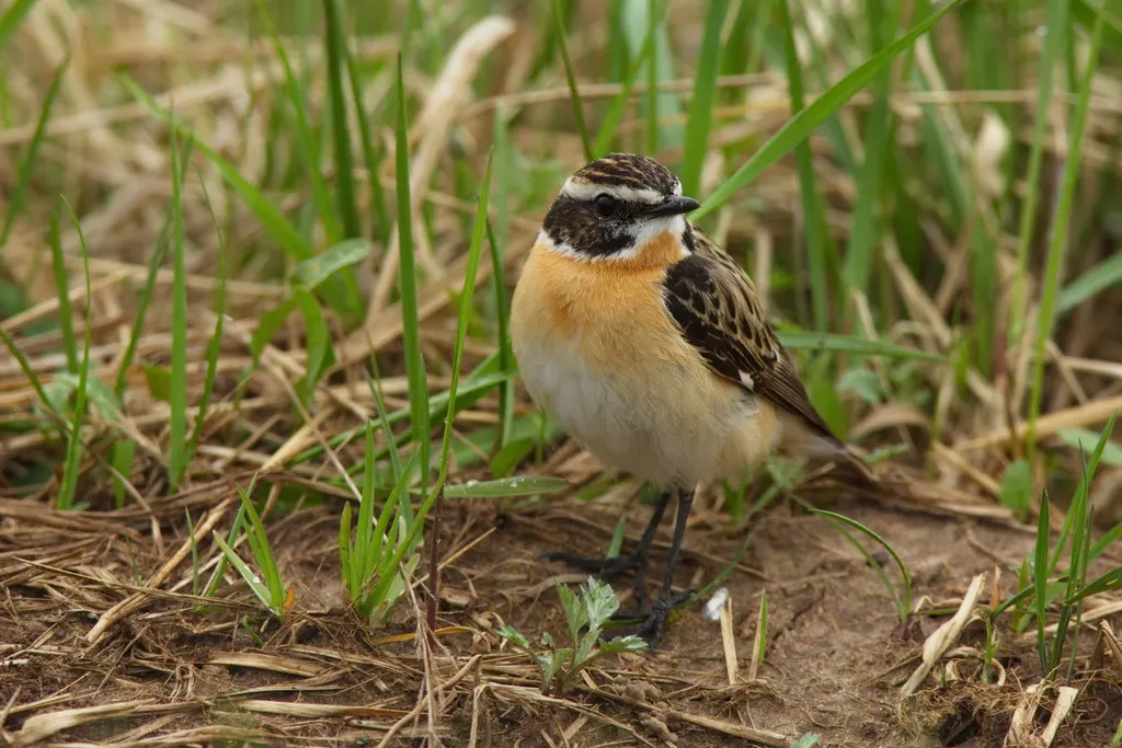 草原石䳭(Saxicola rubetra)