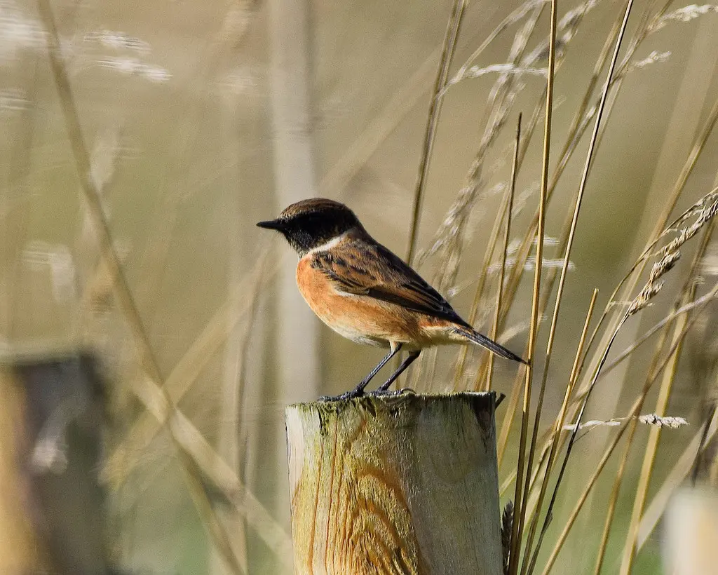 欧石䳭（Saxicola rubicola）