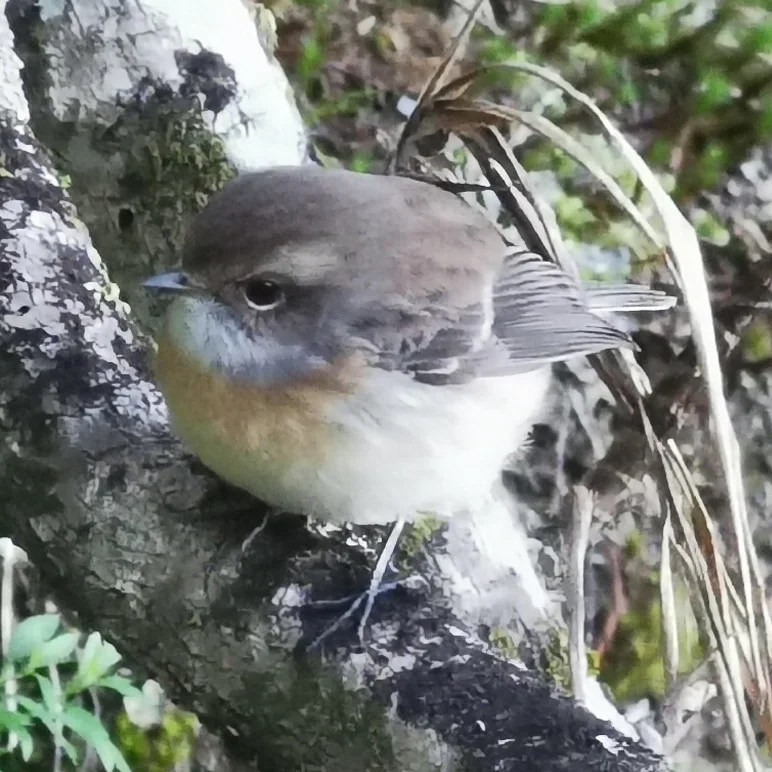 留尼汪石䳭(Saxicola tectes)