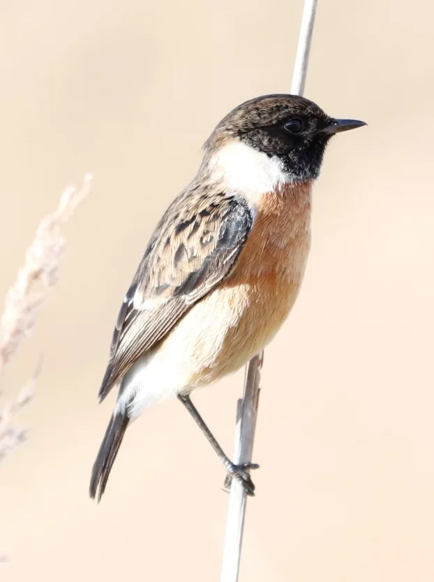 非洲石䳭(Saxicola torquatus)