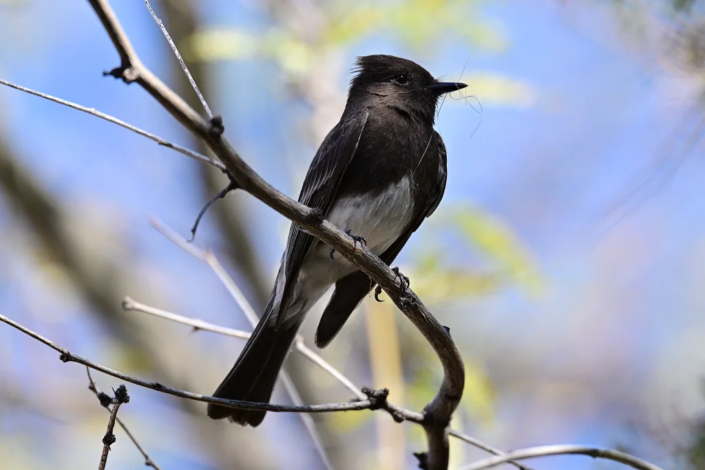 黑长尾霸鹟（Sayornis nigricans）