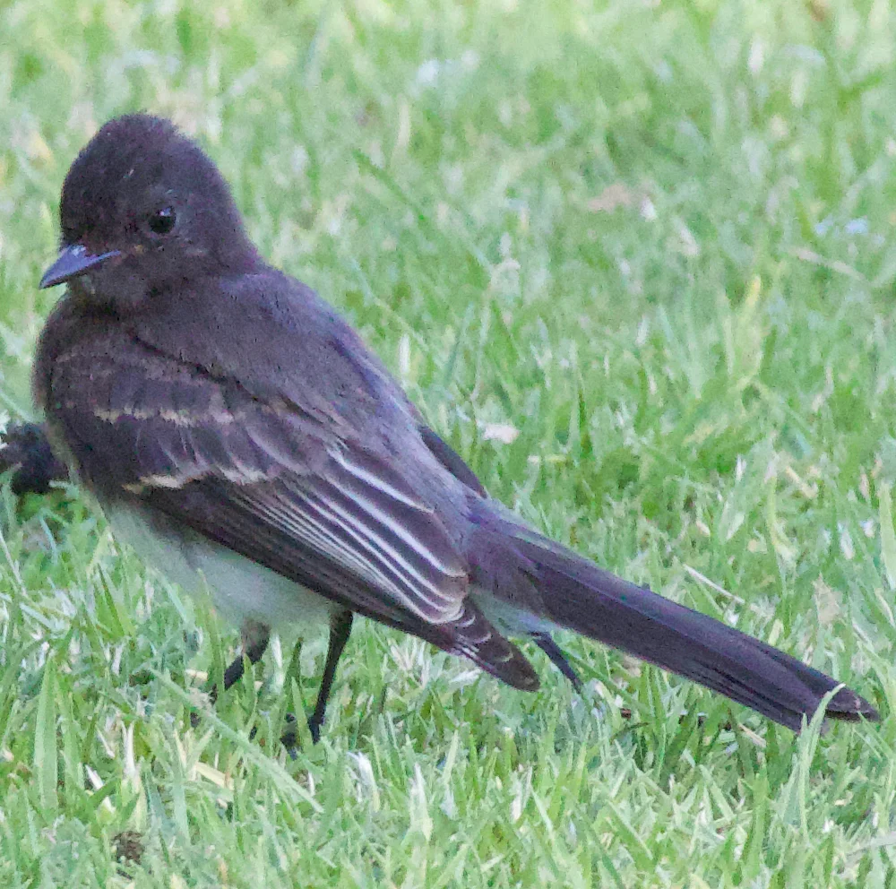 黑长尾霸鹟（Sayornis nigricans）