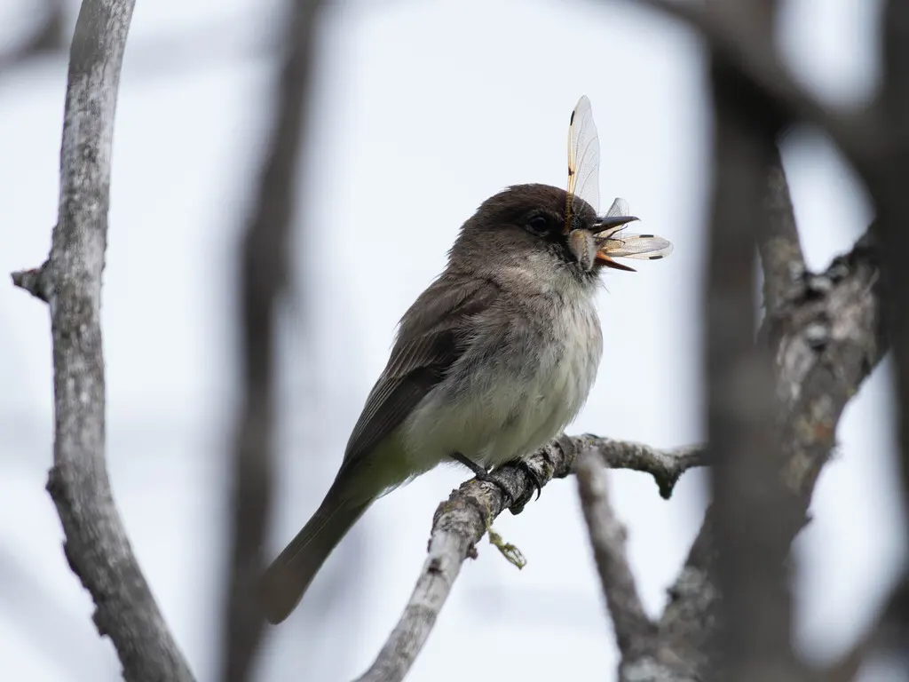 灰胸长尾霸鹟(Sayornis phoebe)