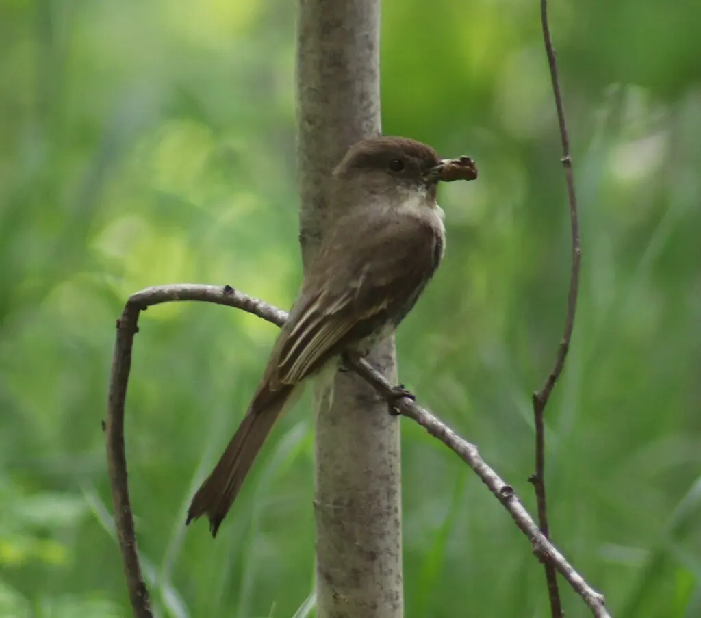 灰胸长尾霸鹟(Sayornis phoebe)