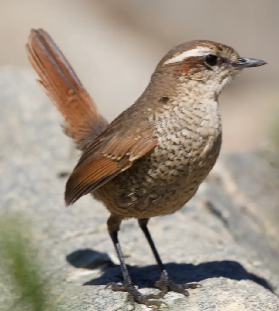 白喉窜鸟（Scelorchilus albicollis）