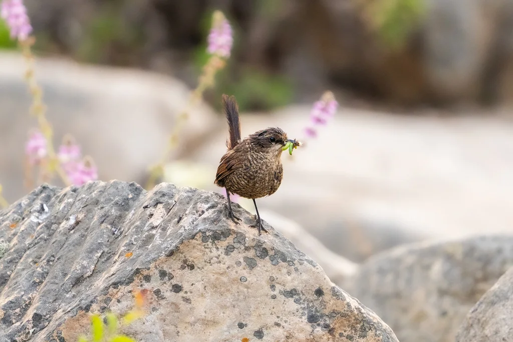 白喉窜鸟（Scelorchilus albicollis）